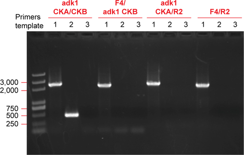 Figure S8 Diagnostic PCR electrophoresis image for confirming the correct replacement of the promoter of the PGAL1-ADK1 strain, the primers used as referred, templates were: 1, transformant genome; 2, WT genome; 3, no template control.Abbreviation: WT, wild-type.