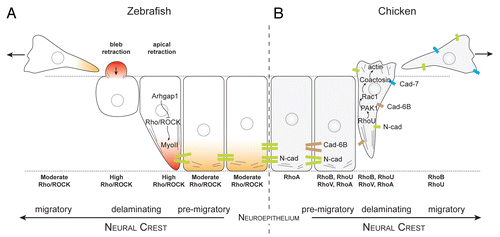 Figure 3. Rho signaling during neural crest delamination in zebrafish and chick embryos. (A) Current view of zebrafish neural crest delamination. Arhgap1 restricts Rho activity to the apical side. NC cells exit the neural tube by retracting their apical side and forming blebs on their basal side. (B) Current view of chick neural crest delamination. Changes in cell-cell adhesion repertoire occur concomitantly with changes in cell contractility. NC cells may exit by first disrupting their cell-cell adhesion and then acquire motility. Alternatively, they may force their way out by forming protrusions and mechanically disrupting their junction with other neuroepithelial cells by pulling the cell body. Delaminating chick NC cells express RhoA, B, U and V. The respective roles of the Rho proteins are open to conjecture although it is likely that RhoU controls protrusion formation via PAK1/Rac1 whereas RhoB appears to be involved in cell-cell adhesion disassembly.