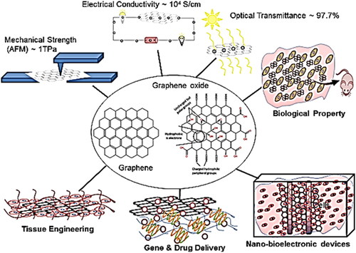 Figure 6. Graphene-based nanomaterials and its derivatives for various biomedical usage purposes [Citation28]. Copyright (2014) Elsevier.