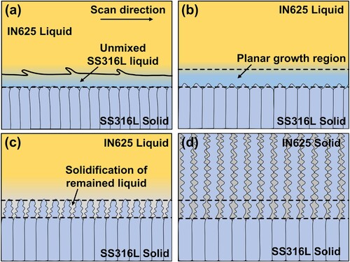 Figure 4. Formation mechanism of the planar transition layer at the IN625/SS316L interface.