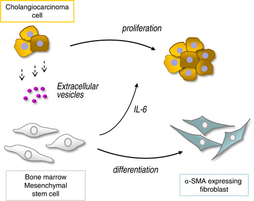 Fig. 7.  Malignant cells “educate” mesenchymal stem cells (MSCs) to promote tumour growth through extracellular vesicles. Tumour cells release extracellular vesicles such as exosomes that can be taken up by bone marrow–derived MSCs. This results in selective modulation of mRNA expression and release of cytokines/chemokines such as IL-6 from MSCs, as well as in phenotypic changes consistent with fibroblast-like activity. The altered secretome and fibroblastic differentiation contribute to both tumour cell growth and stromal development in cholangiocarcinoma.