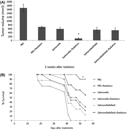 Fig. 3. Effects of poly-therapy with S. typhimurium-infection and γ-radiation in melanoma-bearing mice.Note: (A) Growth inhibition of B16F10 tumors by subcutaneous inoculation of Salmonella with γ-radiation treatment. B16F10 melanoma cells were implanted in the skin of mice and allowed to grow for 20 d. Tumor-bearing mice were inoculated with 1 × 108 Salmonella and treated with γ-radiation, and the size of the tumor after 2 weeks was measured with microcalipers in two dimensions. *p < 0.05 was considered statistically significant compared with all other groups. (B) Survival of tumor-bearing mice after poly-therapy treatments. B16F10 cells were implanted by hypodermic inoculation. After 20 d, tumor-bearing mice were orally inoculated with PBS, 1 × 108 Salmonella and heat killed Salmonella with or without γ-radiation treatment. The survival of the animals was examined everyday after inoculation. *p < 0.05 was considered statistically significant compared with all other groups.