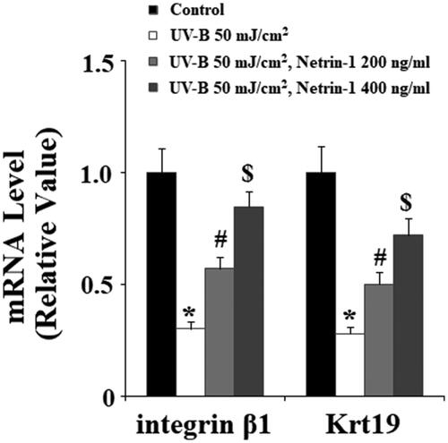 Figure 7. The UNC5b agonist netrin-1 prevented ultraviolet-B (UV-B) exposure-induced impairment in the capacities of ESCs. ESCs were preincubated with netrin-1 (200, 400 ng/ml) for 12 h, followed by treatment with UV-B at 50 mJ/cm2 for 8 h. Expression of integrin β1 and Krt19 at the gene level was determined by real-time PCR analysis (ANOVA:*, #, $, p < .001 vs previous column group, n = 4–5).