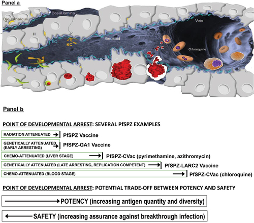 Figure 2. PfSPZ platform technologies. (a) Illustration of a liver sinusoid showing the invading sporozoites (green progressing to red as they replicate and differentiate). H = hepatocyte, KC = Kupffer cell, EC = endothelial cell. Reproduced from Nature [Citation8] with permission. Design credit: Sumana Chakravarty. (b) radiation-attenuated and first-generation genetically attenuated (GA) PfSPZ invade hepatocytes and partially develop, but do not replicate. Infectious PfSPZ in PfSPZ-CVac invade hepatocytes and partially develop if a liver-active antimalarial is administered (e.g. pyrimethamine, azithromycin) or fully develop including normal replication (releasing merozoites into the blood stream) if a blood-stage active antimalarial is administered (e.g. chloroquine). The extent of development therefore depends on which drug is used and when it is administered. Second-generation GA parasites have a late-arresting phenotype and halt development before the release of merozoites. Potency appears to increase with further development, whereas safety concerns arise should the parasite release merozoites into the blood.