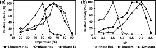 Fig. 4. Effect of the temperature and pH on the enzymatic activities of RNase He1, 12-mutant-He1, and 4-mutant-He1.Notes: (a) Effect of the temperature on the enzymatic activities of RNase He1, 12-mutant-He1, and RNase T1. Enzyme activity was determined as described in the text using RNA as the substrate at various temperatures. The buffers (0.01 M) contained 1 mg/mL bovine serum albumin and 0.2 M NaCl. Activity was expressed as a percentage of the maximum activity. Symbols: ●, 12-mutant-He1; ○, RNase He1; and ▲, RNase T1. (b) Effect of pH on the enzymatic activity of RNase He1 and two mutants of RNase He1 (i.e. 4mutant-He1 and 12mutant-He1). Enzyme activity was determined as described in the text using RNA as the substrate. The buffers (0.01 M) used were acetate-NaOH buffer for pH 5.5–6.0 and Tris–HCl buffer for pH 6.5–8.5. Activity was expressed as a percentage of the maximum activity. Symbols: ●,4-mutant-He1; ▲, 12-mutant-He1; and ○, RNase He1.