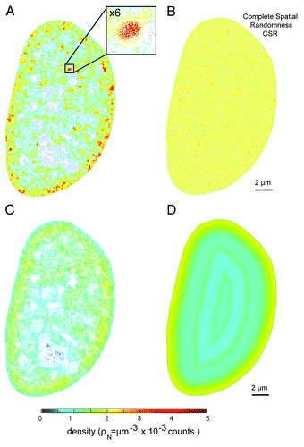 Figure 1. H2B PALM localization inside the cellular nucleus. (A) Two-dimensional projection of a 3D PALM acquisition of tagged histone H2B. For each single-molecule detection, the number of neighbors has been calculated within a radius of 100 nm and per unit of volume; the resulting value was normalized by the total number of detections and a factor 1000 for numerical convenience. The color code therefore represents local density with the following units [ρN] = μm−3 × 10−3 counts. In the inset, a zoomed image displaying an intra-nuclear cluster. (B) Total number of H2B SM detections spatially re-distributed over complete spatial randomness (CSR) in the nuclear envelope. Here, the same representation procedure as in (A) was followed. (C) PALM image of histone H2B with local density estimated over a 1 µm radius, showing an enrichment of H2B at the edges of the nucleus. (D) Density map estimated over 50 nm wide annular regions defined by their distance to the nuclear membrane.