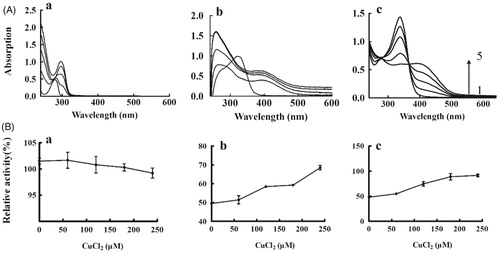 Figure 6. Copper chelate activity of KADs. (A) Absorption spectra for the Cu–KADs complex; (B) Tyrosinase activity. a, b and c represent L-DOPA, KAD1 and KAD2, respectively. The concentrations of CuCl2 for curves 1–5 were 0, 60, 120, 180 and 240 μM, respectively. n = 3, error bars, mean ± SD.