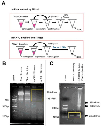Figure 1. Over-drying based small RNA extraction method, mirRICH depletes large size of RNA molecules. (A) A schematic diagram describing differences in the isolation of RNAs between TRIzol and mirRICH methods (B) 1% agarose gel electrophoresis of RNA samples isolated from the breast cancer cell lines MDA-MB-231 by either TRIzol or mirRICH. Depleted 18S and 28S rRNA are boxed by yellow rectangle. M indicates DNA ladder (C) 2% agarose gel electrophoresis of RNA samples isolated from the breast cancer cell lines MDA-MB-231 by mirRICH with or without 70% ethanol washing. Small RNA fractions are boxed by yellow rectangle. Ladder indicates DNA ladder.