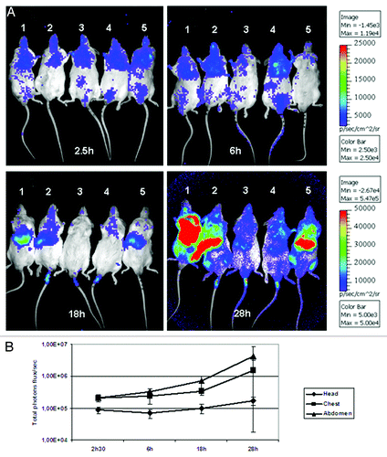 Figure 2. Time dependent monitoring of light emission from immunosuppressed mice. (A) Luminescence was acquired with an IVIS 100 system, 10 min after intraperitoneal injection of D-luciferin. Light emission from live animals was recorded for 5 min. Three independent regions of interest (ROI) from the head, chest and abdomen for each individual animal were analyzed and the total luminescence (total flux/second) from each ROI was quantified using the living image 3.1 software. In (B) is shown the average of luminescence from head, chest and abdomen of all mice.