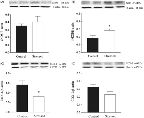 Figure 5. Effects of restraint stress on endothelial NOS (eNOS), inducible NOS (iNOS), cyclooxygenase (COX)-1 and COX-2 expression in the rat aorta. Upper panels, representative immunoblots for eNOS, iNOS, COX-1 and COX-2 protein expression. Lower panels, corresponding bar graphs show densitometric data for expression of (A) eNOS, (B) iNOS, (C) COX-1 and (D) COX-2. Results are mean ± SEM of n = 4 for control and n = 6 for stressed rats. *Compared to control group (p < 0.05, Student’s t-test).