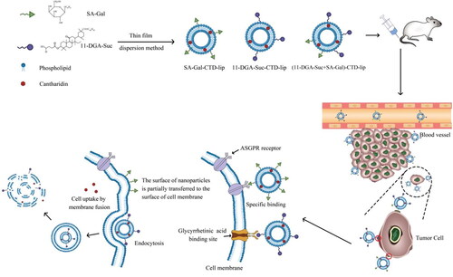 Scheme 1. A surface-modified multifunctional nanoplatform provided with stable blood circulation and selective tumoral accumulation, asialoglycoprotein receptor (ASGPR), and glycyrrhetinic acid (GA) binding site mediated endocytosis or membrane fusion, CTD released after entering cells.