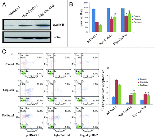 Figure 1A–C. Overexpression of cyclin B1 contributes to KYSE150 cells resistance to cisplatin or paclitaxel. (A) Western blot analysis of the protein levels of cyclin B1 and actin in KYSE150/pcDNA3.1 and High-CycB1 1–2 cells. (B) Effects of cyclin B1 overexpression on the viability in the KYSE150/pcDNA3.1, High-CycB1–1 and High-CycB1–2 cell lines after treatment with cisplatin, paclitaxel or a control reagent by MTS assay. (C)(a) KYSE150/pcDNA3.1, High-CycB1–1 and High-CycB1–2 cells were not treated or treated with cisplatin and paclitaxel for 24 h, and the cells stained with annexin V and propidium iodide (PI) were analyzed by flow cytometry. The lower left quadrant contains the vital (annexin V-/PI-) population, the upper left quadrant contains the damaged (annexin V-/PI+) population, the upper right quadrant contains the late apoptotic (annexin V+/PI+) cells and the lower right quadrant contains the early apoptotic (annexin V+/PI-) cells. (C)(b) The bar chart shows the percentage of apoptotic cells (early apoptotic + late apoptotic).