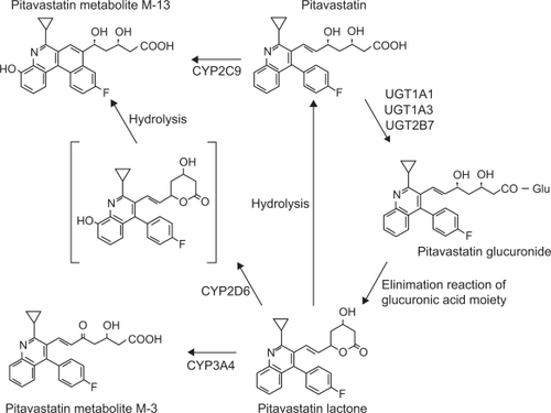 Figure 3 Metabolic pathway of pitavastatin. Adapted with permission from Fujino H, Yamada I, Shimada S, et al. Metabolic fate of pitavastatin, a new inhibitor of HMG-CoA reductase: human UDP-glucuronosyltransferase enzymes involved in lactonization. Xenobiotica. 2003;33(1):27–41;Citation37 Fujino H, Saito T, Tsunenari Y, et al. Metabolic properties of the acid and lactone forms of HMG-CoA reductase inhibitors. Xenobiotica. 2004;34(11–12):961–971.Citation38 Copyright © 2003, 2004 Taylor & Francis.