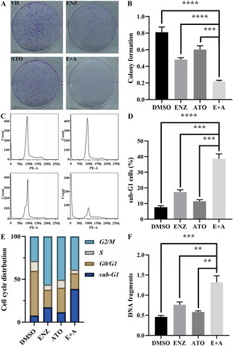 Figure 1. The effects of combined ENZ and ATO on the proliferation of CRPC cells and inducing enhanced apoptosis. A-B. The antiproliferative effect of ENZ and ATO in combination was evaluated by colony formation assay. C-E. FACS analysis of C4-2B cells with different treatments and quantification of cell cycle distribution. F. DNA fragmentation was analyzed using ELISA detection. The data are presented as mean ± SD of three independent measurements performed in triplicate. **** p < 0.0001, *** p < 0.001, ** p < 0.01.