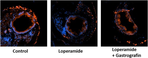 Figure 5. Transverse section views (×20) of 8 dpf larva subjected to immunohistochemical staining with anti-c-kit antibody (red) and DAPI (blue).