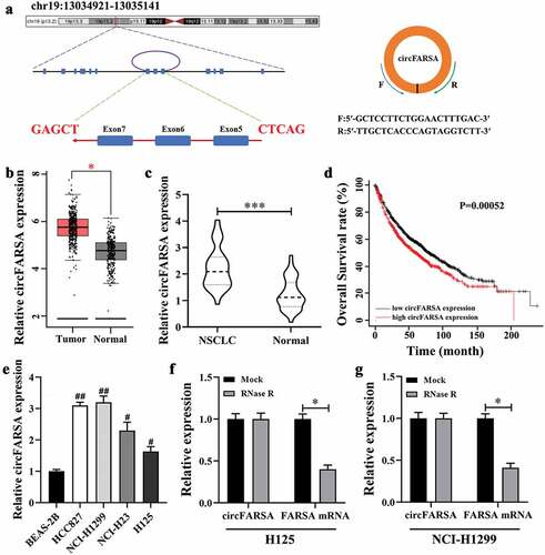 Figure 1. CircFARSA was highly expressed in NSCLC tissues and cell lines. (a), CircFARSA is derived from back-splicing of exons 5, 6, and 7 of FARSA gene. The back-splicing Orange arrow represents the special splicing junction of circFARSA. (b), CircFARSA expression in NSCLC tissues (n = 486) and normal tissues (n = 338) was analyzed from the Gene Expression Profiling Interactive Analysis (GEPIA) database. (c), The expression of circFARSA in NSCLC tumor tissues (n = 40) and matched adjacent normal tissues (n = 40) was examined using qRT-PCR. (d), Overall survival between NSCLC patients with high circFARSA expression and those with low expression was analyzed using Kaplan-Meier curves analysis. (e), CircFARSA levels in NSCLC cell lines and human bronchial epithelial cell line (BEAS-2B) were detected using qRT-PCR. (f and g), The RNase R assay was performed to determine the stability of circFARSA in NCI-H1299 and H125 cells. *P < 0.05, ***P < 0.001, Compared with the Normal group. #P < 0.05, ##P < 0.01, Compared with the BEAS-2B cells.