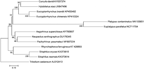 Figure 1. Maximum-likelihood tree of evolutionary relationships P. contaminates and 11 other Curculionidae species based on mitochondrial 13 PCGs catenated dataset. The outgroup species was Tenebrionidae (Tribolium castaneum).