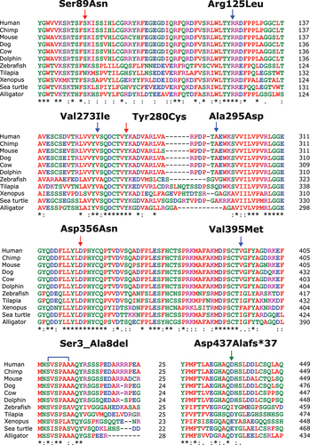 Figure 3. Conservation of residues Ser89, Arg125, Val273, Tyr280, Ala295 Asp356, and Val395 across various vertebrate species. Red arrows indicate site of amino acid change, and green arrow indicates the beginning of a deletion site and frameshift in variant human ATG4D proteins associated with a neurodevelopmental disorder [Citation29]. Blue arrows indicate site of amino acid changes and blue square brackets indicate deleted region in variant human ATG4D proteins associated with non-obstructive azoospermia, as reported by the authors [Citation17]. Asterisks “*” indicate identical amino acids, colons “:” indicate conserved amino acids, and periods “.” indicate semi conserved amino acids. Alignments performed using ClustalW [Citation74]. NCBI accession numbers: Human (Homo sapiens), NP_116274.3; Chimp (Pan troglodytes), XP_016790485.1; Mouse (Mus musculus), NP_705811.8; Dog (Canis lupus familiaris), XP_038284569.1; Cow (Bos taurus), NP_001092616.1; Common bottlenose dolphin (Tursiops truncates), XP_033710226.1; Zebrafish (Danio rerio), XP_009292712.1; Nile tilapia (Oreochromis niloticus), XP_003447971.1; Xenopus (Xenopus tropicalis), NP_001039246.1; Green sea turtle (Chelonia mydas), XP_037743907.1; American alligator (Alligator mississippiensis), XP_006265658.2.