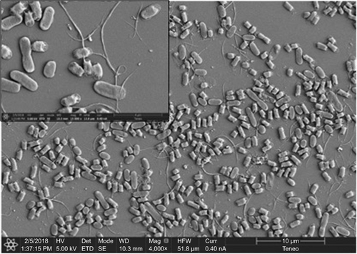 Figure S7 SEM image of no bacterial agglutination by glyconanomaterial II.Abbreviation: SEM, scanning electronic microscopy.