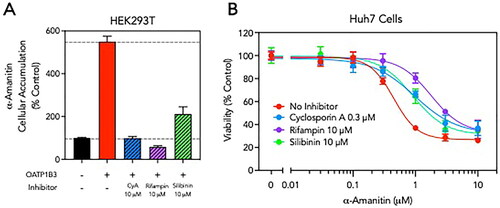 Figure 2. OATP1B3 inhibitors reduce α-amanitin cellular uptake and toxicity. (A) Cultured HEK293T cells were transfected with OATP1B3 expression plasmids and cellular accumulation of α-amanitin (5 µM) with and without co-incubation with cyclosporine A (CyA, 10 µM), rifampin (10 µM) or silibinin (10 µM) was determined by LC-MS/MS. Results are normalized to α-amanitin uptake in control cells not expressing OATP1B3. (B) Cultured human hepatoma Huh7 cells were treated with increasing concentrations of α-amanitin (0–10 µM) in the absence or presence of a constant concentration of the OATP1B3 inhibitor cyclosporine A (0.3 µM), rifampin (10 µM) or silibinin (10 µM). After 48 h, cell viability was assessed using spectrophotometric MTT assay. Results are normalized to cells not treated with α-amanitin. Data are shown as mean ± standard error.