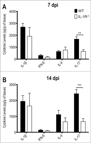 Figure 6. IL-1R−/− mice show defective IL-17 production in response to T.rubrum. Animals were infected i.p. with T.rubrum conidia (5 × 106/ animal) and cytokines levels (IL-1β; IFN-γ; IL-4 and IL-17) were determined in liver homogenates (A) 7 and (B) 14 days post infection (dpi). Two-way ANOVA and Bonferroni posttest: *P < 0.05; ***P < 0.001. Data, expressed as mean ± SEM, were pooled from 2 to 4 independent experiments (groups of 3 animals in each experiment).