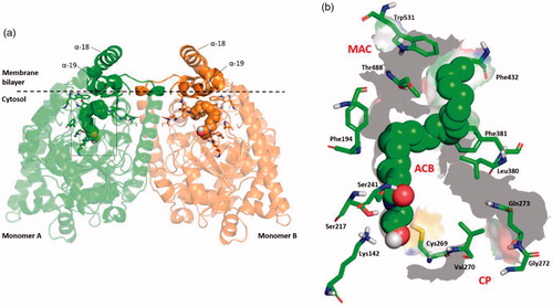 Figure 1. (a) 3D structure of the homo-dimer rat FAAH (rFAAH) model complexed with Anandamide (AEA). Monomer a and b are shown as green and orange cartoon, respectively. The membrane bilayer is indicated as dashed black line. (b) Details of the rFAAH binding cavity and channels. Key aminoacids of the binding cavity are highlighted as green sticks: Ser217:Ser241:Lys142 (catalytic triad), membrane access channel (MAC), the cytosolic port (CP) and the acyl-chain binding pocket (ACB).