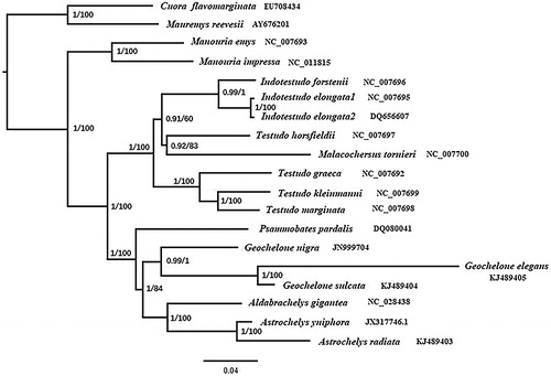 Figure 1. Phylogenetic trees for A. yniphora and the other 16 Testudinidae species reconstructed based on 13 PCGs datasets, Mauremys reevesii and Cuora flavomarginata as outgroups. Number above each node indicates the BI/ML bootstrap support values.