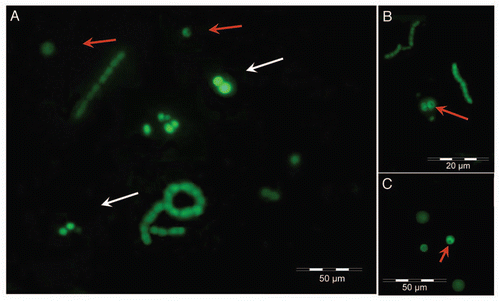 Figure 8 Fluorescence micrographs of Nostoc cells inside the capillary containing 20 ng of FITC-labeled lichen lectin in absence of inhibitors revealed with 0.19 µM FITC-phalloidin (A), on 25 µM blebbistatin (B) and on 0.19 µM phalloidin and 25 µM blebbistatin (C). White arrows indicate the start of cell aggregation, since no filaments have been seen in the intact thallus, whereas red arrows indicate polar points of probable depolymerization of F-actin, since no fluorescence has been detected at this zone.