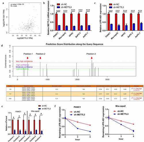 Figure 2. METTL3 induced LIFR-AS1 m6A to enhance ItsmRNA stability in PC.