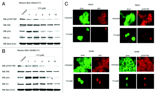 Figure 5. Y15 decreases pY397 FAK and pY418 Src expression in a dose-dependent manner. (A) Upper panel: SW620 cells were treated with different doses of Y15. pY397 FAK expression was markedly decreased with increasing dose of Y15, but total FAK expression was less affected. Similarly, Y15 decreased phosphorylated Src (pY418 Src), p-Src expression and total Src expression was less affected. Y15A had no effect of protein expression. (B) SW480 cells expressed less pY397 FAK and pSrc with increasing dose of Y15, while total FAK and Src were less affected by Y15. The Y397-FAK, FAK, and β-actin lanes are from Figure 2B image. (C) Immunohistochemistry shows decreased pY397 FAK (red) and p-Src (red) in SW480 and SW620 cells treated with 4 µM Y15. Following treatment, FAK expression is decreased and cell morphology changed to more rounded. FAK was displaced from the cytoplasm and focal adhesions. Green shows actin staining with Phalloidin-FITC.