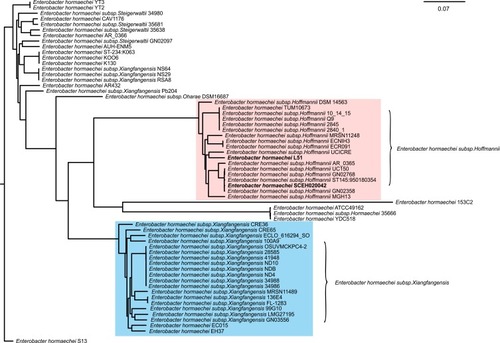 Figure 1 The phylogenetic tree of 61 completed E. hormaechei genome generated by the Harvest suite, where Enterobacter hormaechei SCEH020042 is used as the standard strain. Enterobacter hormaechei subsp. hoffmannii strains and E. hormaechei subsp. xiangfangensis strains are marked in pink and blue, respectively.