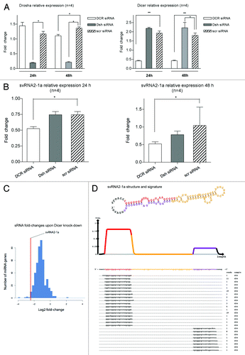 Figure 3. svtRNA2-1a biogenesis is dependent on Dicer. (A) Plots show relative expression of Dicer and Drosha assessed by rRT-PCR. Mean fold change ± SEM, 24 and 48 h after transfection of specific siRNAs against Dicer (DCR), Drosha (Dsh) or a scrambled siRNA (scr); all values are referred to lipofectamine-only treated (n = 4; *, p value < 0.05, using LMM). (B) Plots show relative expression of svtRNA2-1a assessed by rRT-PCR. Mean fold change ± SEM 24 h after transfection of specific siRNAs against Dicer (DCR), Drosha (Dsh) or a scrambled siRNA (scr), lipofectamine only treated cells were used as the reference (n = 4; *, p value < 0.05 using LMM). Graphs show mean fold change (n = 4) 24 h after either Dicer or Drosha depletion. (C) Fold-changes in miRBase miRNAs after Dicer silencing in MCF-7 cell line, measured by high-throughput sequencing. The line indicates the reduction fold change for svtRNA2-1a. (D) VTRNA2-1 structure and putative biogenesis of svtRNA2-1a by Dicer cropping. SvtRNA2-1 sequencing reads alignment to vtRNA2-1 precursor, in a 34 d old small RNA sequencing data set, of the human brain. VTRNA2-1 secondary structure is shown and the different regions that define a typical miRNA precursor are highlighted in colors. The major strand (svtRNA2-1a) is shown in red, the minor strand in purple (svtRNA2-1a*) and the intervening loop in yellow. The density plot shows the distribution of sequencing reads. Below, the positions of individual sequences are shown. The column labeled “reads” indicate how many times the sequence was detected.