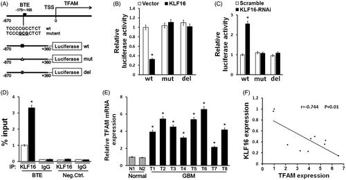 Figure 6. KLF16 directly represses TFAM expression and is clinically relevant. (A) Schematic illustration of the predicted BTE site and the cloned luciferase reporter containing the TFAM promoter. BTE was mutated or deleted to verify that the site is essential for KLF16 regulation. (B) The effect of KLF16 on the transactivation of the TFAM promoter with or without BTE site. (C) The effect of KLF16-siRNA on the transactivation of the TFAM promoter with or without BTE site. (D) Regions of the promoter physically associated with KLF16 were analysed using the ChIP assay. (E) Real-time PCR analysis of TFAM expression in 2 normal brain tissues and 8 human glioma tissues. (F) Reduced KLF16 expression significantly correlated with TFAM overexpression in glioma samples. Each bar represents the mean ± SD of three independent experiments. *p < .05.