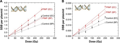 Figure 2 SSBs (A) and DSBs (B) induced in DNA plasmids in the presence of PtNPs (red) and in the control (black) irradiated by protons at the EC and at the BP.Abbreviations: BP, Bragg peak; DSB, double-strand break; EC, entrance channel; PtNP, platinum nanoparticle; SSB, single-strand break.