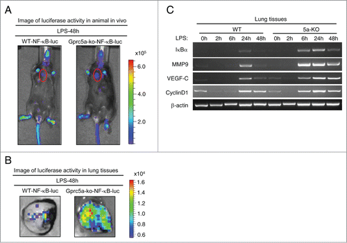 Figure 3. LPS induced potent and persistent activation of NF-κB in the bronchioalveolar epithelium of Gprc5a-ko mouse lungs. (A) Luminescence imaging from anesthetized mice of wild-type/NF-κB-luc and Gprc5a-ko/NF-κB-luc was performed with an ultrasensitive camera 48 h following endotoxin and luciferin administration. Tissue encircled in red is lung. (B) Images are of excised lung tissues from mice used above (A). NF-κB-dependent luminescence of lung tissue was assayed by imaging or luminometry. (C) RT-PCR analysis of mRNAs of NF-κB target genes, IκBα, MMP9, VEGF-C, Cyclin D1; times indicate tissue retrieval post-LPS treatment.