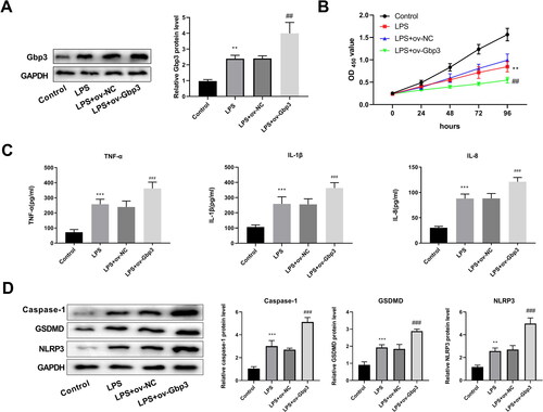 Figure 7. Effects of Gbp3 overexpression in HGEC. (A) Gbp3 expression was detected by WB; (B) Cell viability was detected by CCK-8; (C) The levels of proinflammatory cytokines was tested using ELISA; (D) Pyroptosis-related proteins were measured by WB.