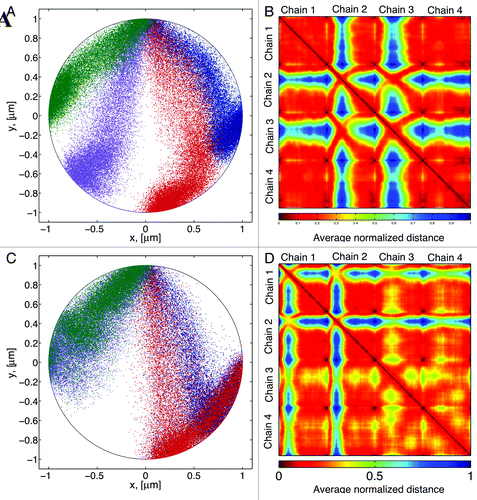 Figure 7. (A) Distribution of bead positions for chains tethered at different points in the cell boundary. Tether sites are located at π/2, 3π/4, 5π/4, and 3π/2 in the circumference. (B) Interaction heat maps corresponding to bead positions in A, dark red corresponds small separations between beads (contact), blue corresponds to the maximum separation observed between two beads (no contact). (C) Distribution of bead positions when two chains are tethered at the same point. (D) Interaction heat map corresponding to (C).