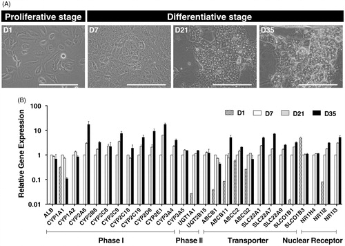 Figure 1. In vitro differentiation of HepaRG® cells. (A) Phase-contrast photographs of HepaRG® cells at the proliferative stage (D1: low-density culture), and the differentiative stage (D7: confluent culture; D21 and D35: differentiation culture with 1.7% DMSO). D1, 7, 21 and 35 in HepaRG® stage indicate the number of days after seeding. Bar = 100 μm. (B) The relative expression of 26 human drug metabolism-related mRNAs on D1, 7, 21 or 35 in the HepaRG® cells was assessed by qPCR. Each bar represents the average of two independent determinations, and the standard error is shown.