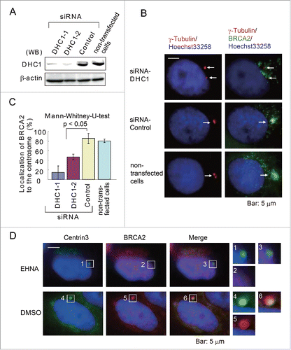 Figure 4. Dynein is necessary for the localization of BRCA2 to the centrosome. (A) Western blot analysis of lysates prepared from HeLa S3 cells transfected with siRNA targeting dynein 1 heavy chain 1 (DHC1) (DHC1-1 and DHC1-2 siRNA) or control siRNA or from non-transfected cells (siRNA-free) using anti-DHC1 and anti-β-actin antibodies. (B) Representative immunofluorescence microscopy of HeLa S3 cells treated as in (A) using anti-γ-tubulin (red) and anti-BRCA2 (green) antibodies. Nuclei were stained with Hoechst 33258. (C) Quantification of BRCA2 localization to the centrosome in DHC1 siRNA-transfected and transfection control cells. (D) Staining of control (DMSO-treated) and EHNA-treated HeLa S3 cells with antibodies against anti-centrin 3 (green) and anti-BRCA2 (red) antibodies. Nuclei were stained with Hoechst 33258. The boxed areas are shown at higher magnification in the right panels.
