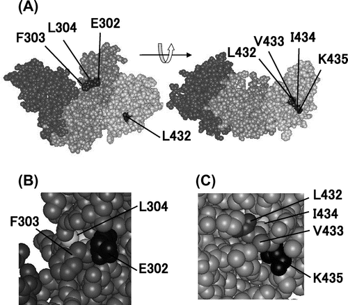 Fig. 1. Structure of MMLV RT Variant L435K.Note: The structure is based on Protein Data Bank No. 1RW3. (A) Overall structure. (B) Close-up view of the surface region, in which Phe303 and Leu304 are located. (C) Close-up view of the surface region, in which Leu432, Val433, and Ile434 are located.