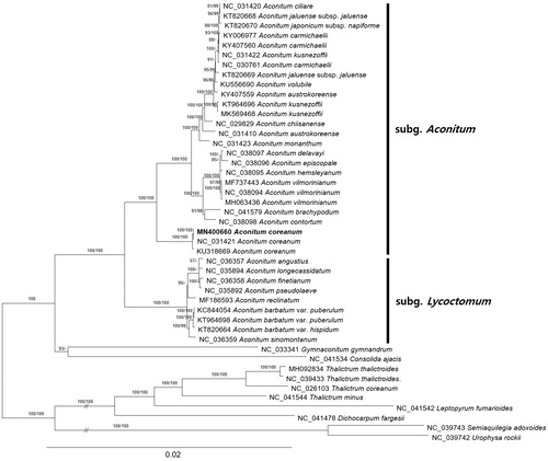Figure 1. Maximumlikelihood (bootstrap repeat is 1,000) and neighbor joining (bootstrap repeat is 10,000) phylogenetic tree of 45 Aconitum and its relative genus complete chloroplast genomes: Aconitum coreanum (MN400660 in this study; NC_031421; KU318669), Aconitum ciliare (NC_031420), Aconitum jaluense subsp. jaluense (KT820668; KT820670), Aconitum carmichaelii (KY006977; KY407560; NC_030761), Aconitum kusnezoffii (NC_031422), Aconitum jaluense subsp. jaluense (KT820669), Aconitum volubile (KU556690), Aconitum austrokoreense (KY407559; NC_031410), Aconitum kusnezoffii (KT964696; MK569468), Aconitum chiisanense (NC_029829), Aconitum monanthum (NC_031423), Aconitum delavayi (NC_038097), Aconitum episcopale (NC_038096), Aconitum hemsleyanum (NC_038095), Aconitum vilmorinianum (MF737443; NC_038094; MH063436), Aconitum brachypodum (NC_041579), Aconitum contortum (NC_038098), Aconitum ciliare (NC_031420), Aconitum angustius (NC_036357), Aconitum longecassidatum (NC_035894), Aconitum finetianum (NC_036358), Aconitum pseudolaeve (NC_035892), Aconitum reclinatum (MF186593)¸ Aconitum barbatum var. puberulum (KC844054; KT964698), Aconitum barbatum var. hispidum (KT820664), Aconitum sinomontanum (NC_036359)¸ Gymnaconitum gymnandrum (NC_033341), Consolida ajacis (NC_041534), Thalictrum thalictroides (MH092834; NC_039433), Thalictrum coreanum (NC_026103), Thalictrum minus (NC_041544), Leptopyrum fumarioides (NC_041542), Dichocarpum fargesii (NC_041478), Semiaquilegia adoxoides (NC_039743), Urophysa rockii (NC_039742). Phylogenetic tree was drawn based on maximum likelihood phylogenetic tree. The numbers above branches indicate bootstrap support values of maximum likelihood and neighborjoining phylogenetic trees, respectively.