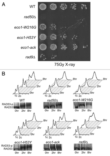 Figure 5 DNA damage checkpoint response in eco1 mutants. (A) Strains were grown to an OD600 of 0.6 and subjected to 75 Gray of ionizing radiation. Following exposure, cells were plated to YPD plates to measure viability. (B) Cells were collected for analysis of DNA content by cytometry and phosphorylation of Rad53 by western blotting prior to exposure (0) and at 2 and 8 hours following exposure.