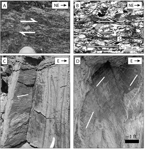 Figure 2. Deformation within the Burnsville fault. (A) Tails on feldspar porphyroclast indicate dextral shearing. Viewed looking down, perpendicular to foliation and parallel to the stretching lineation. (B) Photomicrograph of a thin section with asymmetric quartz and feldspar along with S-C fabrics that also indicate dextral shear. View is the same orientation as A. qtz, quartz; fsp, feldspar; bt, biotite. (C) Shallow stretching lineations highlighted in white and folds suggesting transpression. (D) Fault striations (white lines) record brittle deformation, post-dating ductile deformation and not associated with the Burnsville fault.