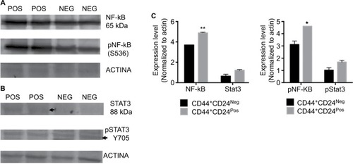 Figure 9 CD44+CD24Pos cells showed higher phosphorylation of NF-κB but no changes in the expression or phosphorylation levels of Stat3.Notes: Western blot analysis was performed to assess total and phosphorylated (A) NF-κB and (B) Stat3 protein levels in CD44+CD24Pos and CD44+CD24Neg cells. Forty micrograms of proteins were fractionated on SDS-polyacrylamide gels, transferred to polyvinylidene difluoride membranes and incubated with specific antibodies. (C) Quantification of the total (left) and phosphorylated (right) target protein bands relative to β-actin is shown in the bar graphs. Error bars indicate SEM (*P<0.05; **P<0.01).Abbreviation: NF-κB, nuclear factor kappa B; Neg, negative; Pos, positive.