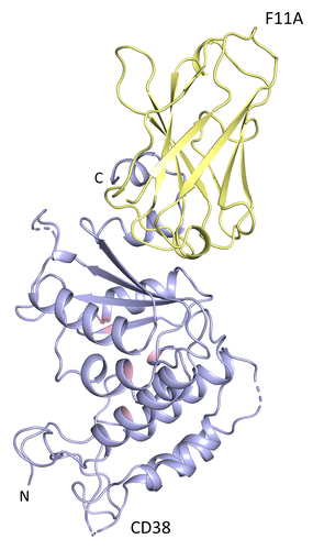 Figure 5. Epitope mapping of F11A on CD38. Crystal Structure of the CD38-F11A complex. CD38 ECD is shown in blue with the active site in pink. UniDab_F11A is highlighted yellow.