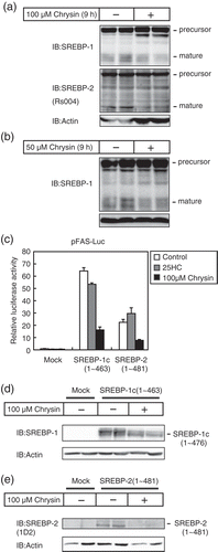 Figure 3. Chrysin decreases the protein levels and activity of SREBPs mature forms.Huh-7 cells were depleted of sterols through a 16 h incubation in medium C. (a and b) The cells were then switched to medium C in the presence of vehicle, 50 μM chrysin (a), or 100 μM chrysin (b). After a 9 h incubation, whole-cell extracts underwent immunoblotting (IB) with anti-SREBP-1 (2A4), anti-SREBP-2 (Rs004) (b), or anti-β-actin antibodies. Similar results were obtained in three separate experiments. (c) Huh-7 cells were transfected with 400 ng of a reporter plasmid, pFAS-luc, together with 200 ng of pCMV-β-gal in the presence or absence of 400 ng of the indicated expression plasmids for mature forms of SREBP-1c or SREBP-2. Twenty-four hours after transfection, the cells were cultured with 1 μg/mL 25-hydroxycholesterol (25HC) or 100 μM chrysin for 24 h. Luciferase assays were performed as described under “materials and methods.” The promoter activities without 25HC and chrysin in the absence of SREBP-1c and −2 are represented as 1. All data are presented as means ± SE (n = 3). (d and e) Huh-7 cells were transfected with pME-18S (Mock), pME-SREBP-1c(1–463), or pME-SREBP-2(1–481) and cultured for 24 h in medium A. The cells were trypsinized, seeded in six well plates, and cultured further for 24 h under the same conditions, after which they were cultured for 24 h with either vehicle or 100 μM chrysin. Whole-cell extracts underwent immunoblotting (IB) with anti-β-actin and anti-SREBP-1 (2A4) (c) or anti-SREBP-2 (1D2) (d) antibodies. Similar results were obtained in three separate experiments.