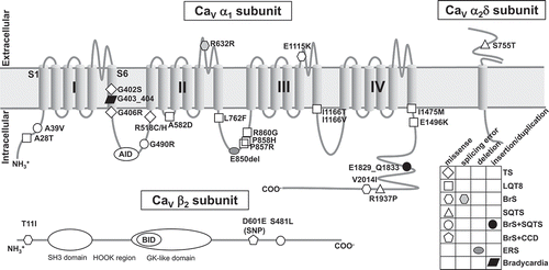 Figure 1. Predicted topology of CaV α1 subunit with associated β2 and α2δ subunits shows the location of functional mutations. All mutations in α1 subunit are derived from α1C (CaV1.2), except one mutation G403_404ins is come from α1D (CaV1.3). AID = α-subunit interaction domain; BID = β-subunit interaction domain; BrS = Brugada syndrome; CCD = cardiac conduction disease; ERS = early repolarization syndrome; GK = guanylate kinase; LQTS = long QT syndrome; SH3 = Src homology 3; SQTS = short QT syndrome; SNP = single nucleotide polymorphism; TS = Timothy syndrome.