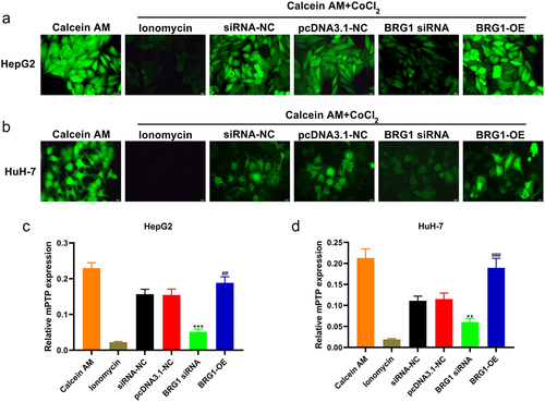 Figure 6. BRG1 regulates the opening of mitochondrial permeability transition pore of HCC cells. (A) HepG2 cells were stained with Calcein AM after BRG1 knockdown or overexpression. Scale bar, 20 μm. (B) Fluorescence intensity of different treatment groups was determined (n = 5). ***p < .001 vs siRNA-NC, ##p < .01 vs pcDNA3.1-NC. (C) HuH-7 cells with treatment were stained with Calcein AM. Scale bar, 20 μm. (D) Fluorescence intensity of different treatment groups was determined (n = 5). **p < .01 vs siRNA-NC, ###p < .001 vs pcDNA3.1-NC.