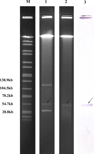 Figure 1 S1-PFGE and Southern blotting. Lane M, marker (Salmonella H9812); Lane 1, E. hormaechei EcHK001; Lane 2, the transconjugants; Lane 3, Southern blotting of EcHK001 with the probes specific to blaNDM-1. The black arrows indicate the plasmid pNDM-EcHK001.