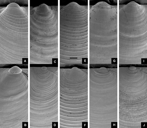 Figure 4.  Umbonal area of smooth or concentrically sculptured Pectinoidea. Left valve above. All at same magnification. Scale line (see Figure E) 250 µm. (A,B) Delectopecten vitreus, BIOICE#3067, off southeastern Iceland, depth 1729 m (SMNH 55531). (C,D) Catillopecten eucymatus, BIOICE#2707, off southwestern Iceland, depth 1407 m (SMNH 55521), (E,F) Cyclopecten ambiannulatus, BIOICE#2707, off southwestern Iceland, depth 1407 m (SMNH 55519). (G,H) Parvamussium propinquum, BIOICE#2706, off southwestern Iceland, depth 1406 m (SMNH 55512). (I,J) Propeamussium lucidum, BIOICE#2701, off western Iceland, depth 1121 m (SMNH 55517).